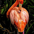 Flamingo Ruffles Some Feathers