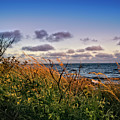 Beyond the Sea Oats