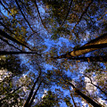 Highlands Hammock Forest